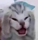 cat_ohno
