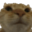 0catno