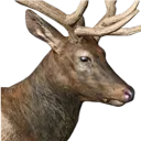 Roosie