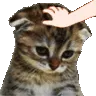 sadcatpat