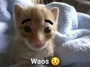 Waos