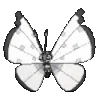 2butterfly
