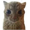 gakster