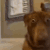 PTSDDog