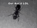antgetantdlol