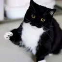 dap