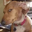 Susdog Discord Emoji