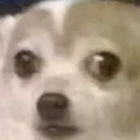 dawg_wtf