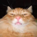 weirdasscat Discord Emoji