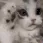 Cat_Cute
