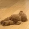 bear_dead