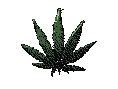 weed2