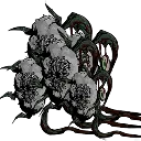 p_gulae
