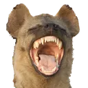 hyenalaugh