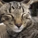 kitty