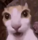 FW_wwoaaahh FW_wwoaaahh