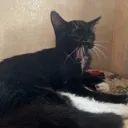 cat_sceeam