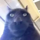 Catwtf catwtf Discord Emoji