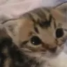 baby