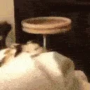 wrrr
