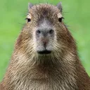 youngcapybara