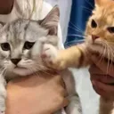 catpunch