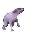 dancingdog