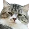 Cat Think catthink Discord Emoji
