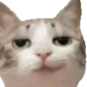 CatSmirk CatSmirk
