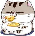 CatSippy