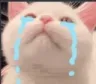 catto_cry