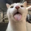 bleh bleh