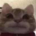 catstare