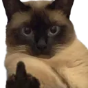 fu_cat Discord Emoji