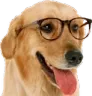 dogdds
