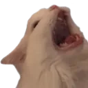 catscream