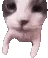catKISS catKISS