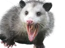 possum_yell