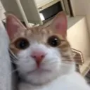 stare
