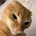 catsideye