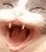 waaahcat