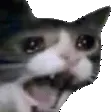 Cat_Scream_Version2