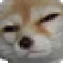 susfox