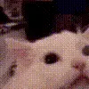 meeeeow