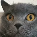 kafif