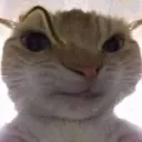 catsus catsus
