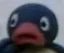 Pingu_gay Pingu_gay