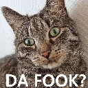 fook