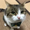 catoBetter