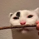 tacotaro